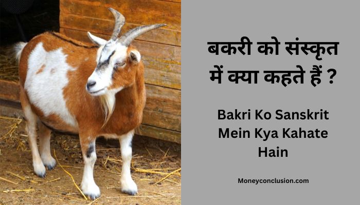 Bakri Ko Sanskrit Mein Kya Kahate Hain
