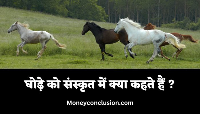 Ghode Ko Sanskrit Mein Kya Kahate Hain
