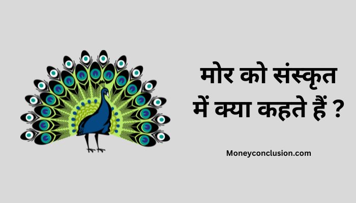 Mor Ko Sanskrit Mein Kya Kahate Hain